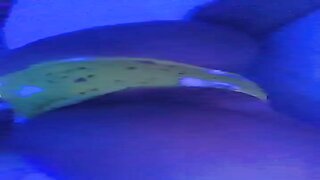 Rori Rain Snapchat Butt Plug Play Porn Video Leaked